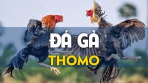 Những luật chơi cơ bản trong đá gà Thomo online