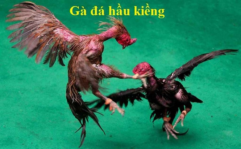 Đá Gà Hầu Kiềng 12bet là gì?